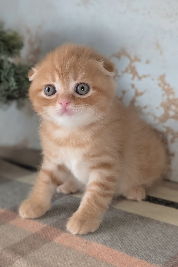 Abrikos | Scottish Fold Kitten