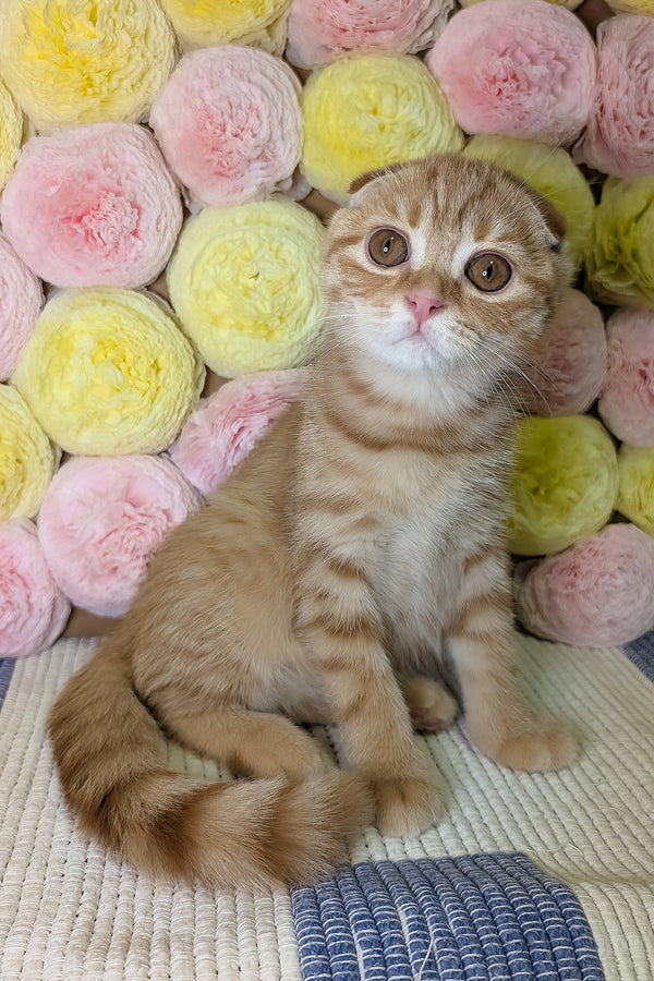 Abrikos | Scottish Fold Kitten