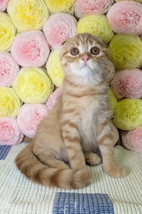 Abrikos | Scottish Fold Kitten