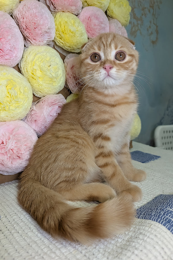 Abrikos | Scottish Fold Kitten