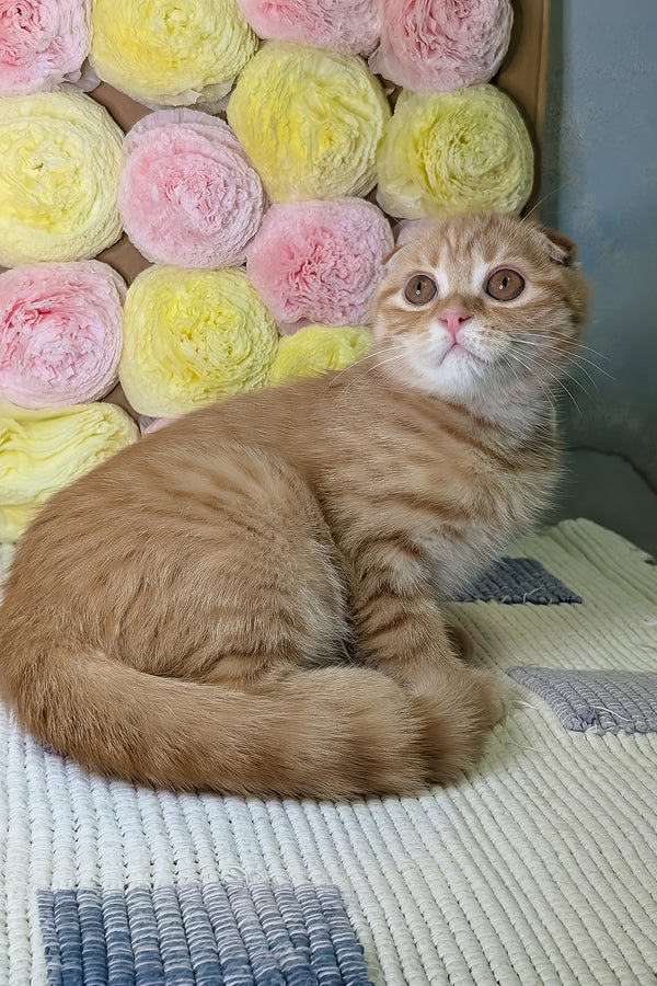 Abrikos | Scottish Fold Kitten