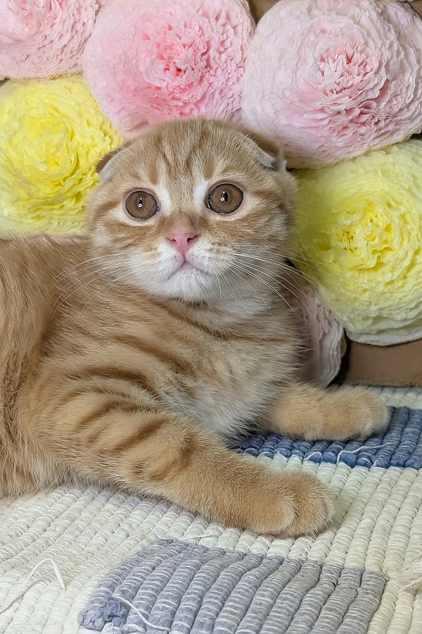 Abrikos | Scottish Fold Kitten