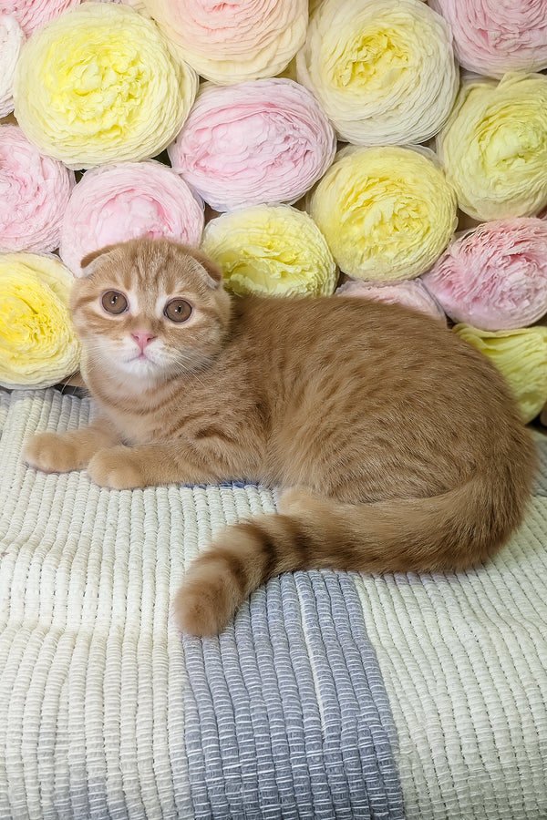 Abrikos | Scottish Fold Kitten