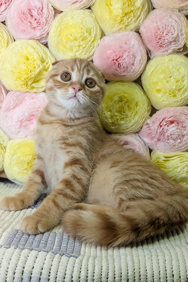 Abrikos | Scottish Fold Kitten