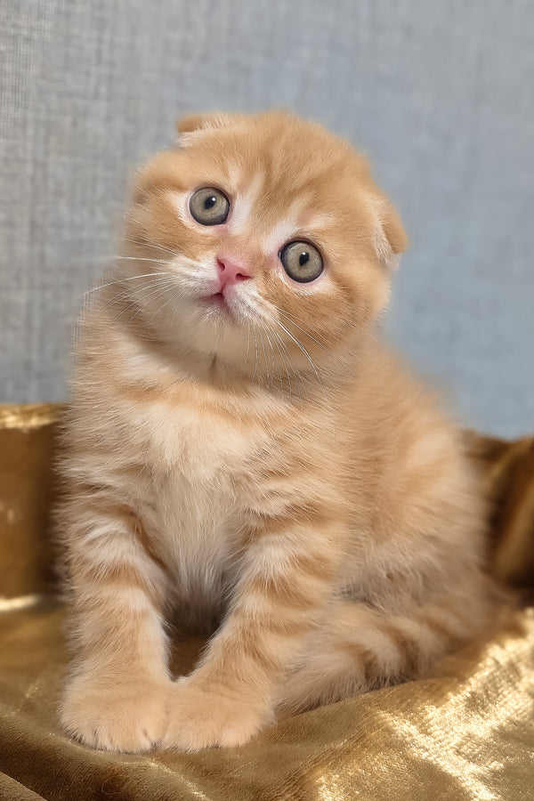 A fluffy ginger scottish fold kitten with folded ears sits on golden shaded fabric perfect for purebred kitties fans