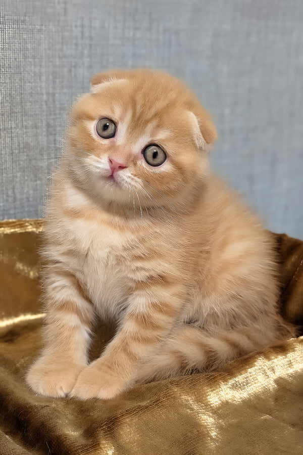 A fluffy ginger scottish fold kitten with wide green eyes sits on golden shaded fabric among purebred kitties