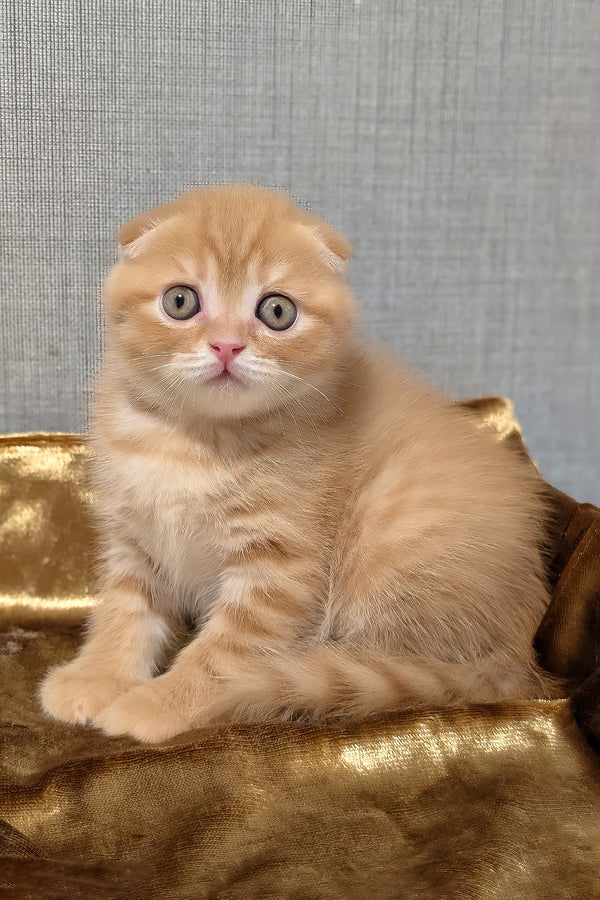 A fluffy golden shaded scottish fold kitten with striking green eyes and plush coat sits on shimmering gold fabric