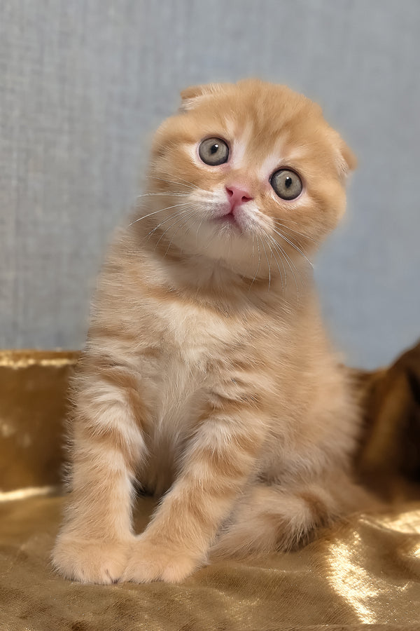 A fluffy ginger scottish fold kitten with striking green eyes on a golden shaded fabric perfect for purebred kitties fans