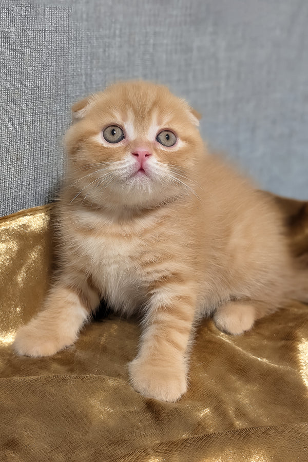 A fluffy ginger scottish fold kitten with striking green eyes and golden shaded plush coat from purebred kitties abriko