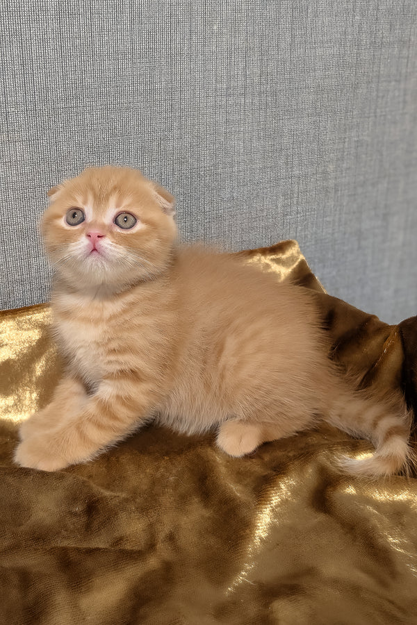A fluffy golden shaded scottish fold kitten with folded ears sits on shimmering gold fabric among purebred kitties