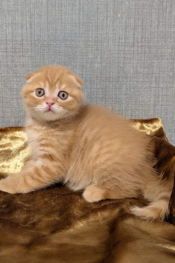 A fluffy ginger scottish fold kitten with striking blue eyes and golden shaded purebred kitties fur coat