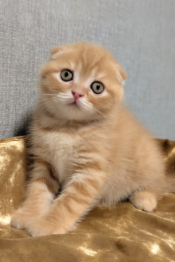 A fluffy ginger scottish fold kitten with green eyes and soft striped fur sitting on golden shaded fabric purebred kitties