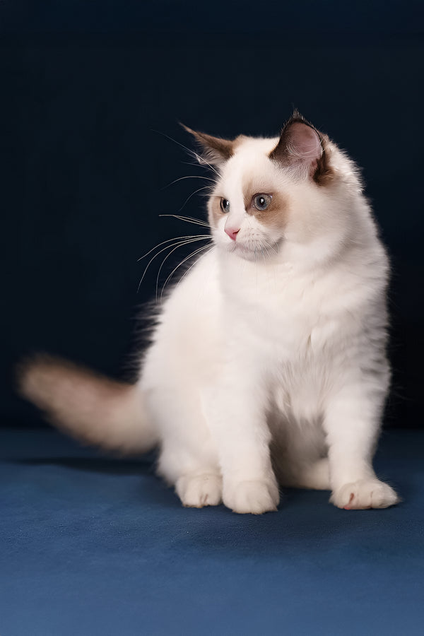 Achi | Ragdoll Kitten