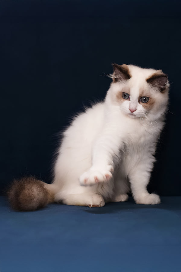Achi | Ragdoll Kitten