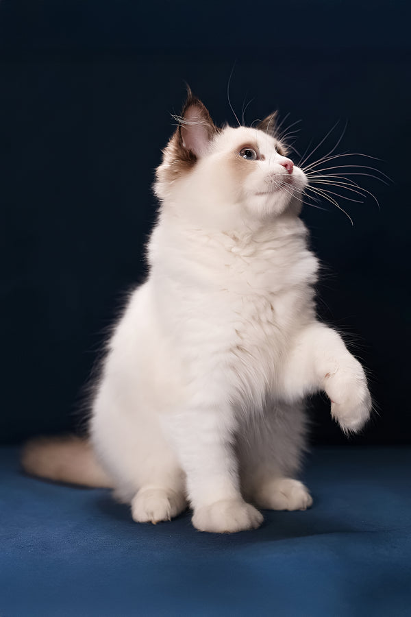 Achi | Ragdoll Kitten