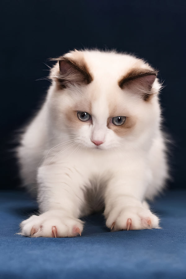 Achi | Ragdoll Kitten