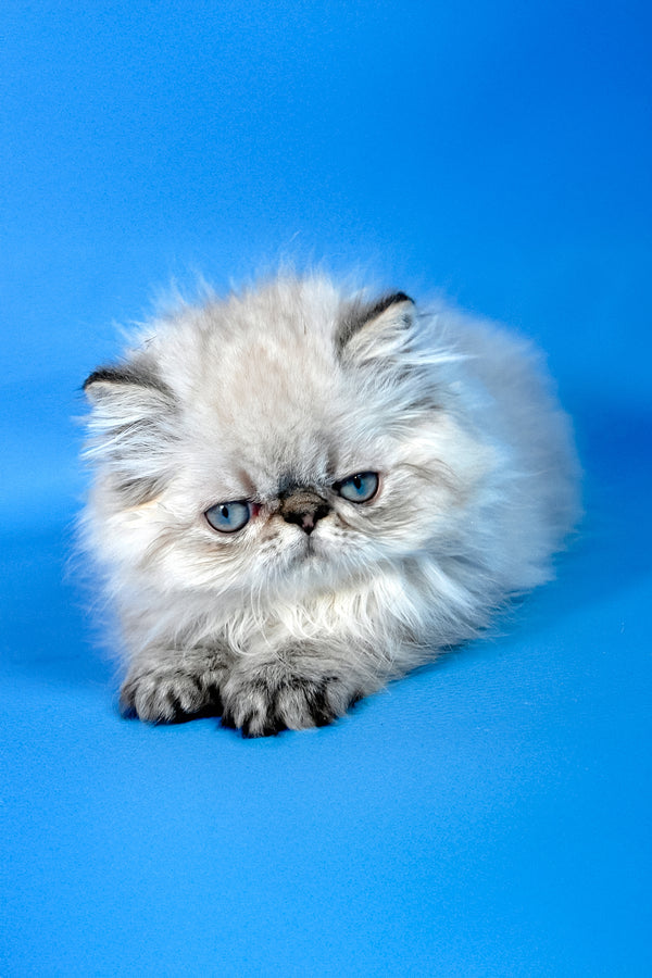 Achilles | Persian Kitten