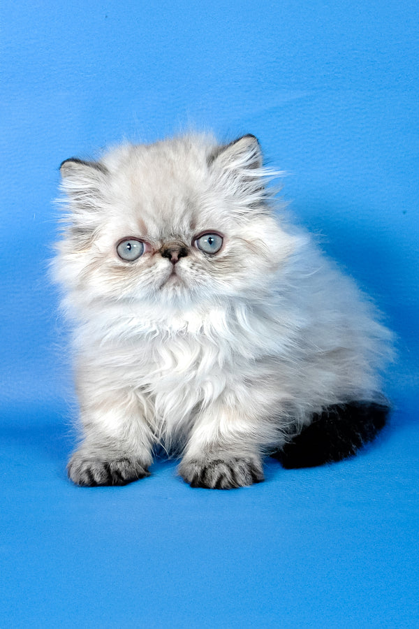 Achilles | Persian Kitten