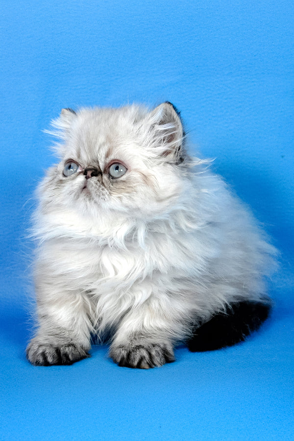 Achilles | Persian Kitten