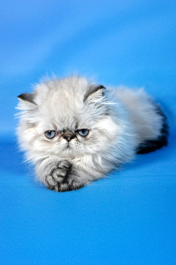 Achilles | Persian Kitten