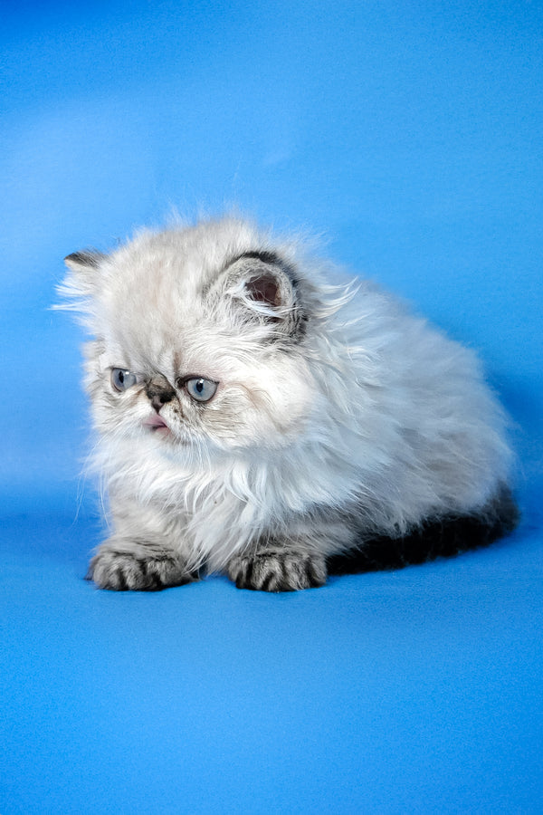 Achilles | Persian Kitten
