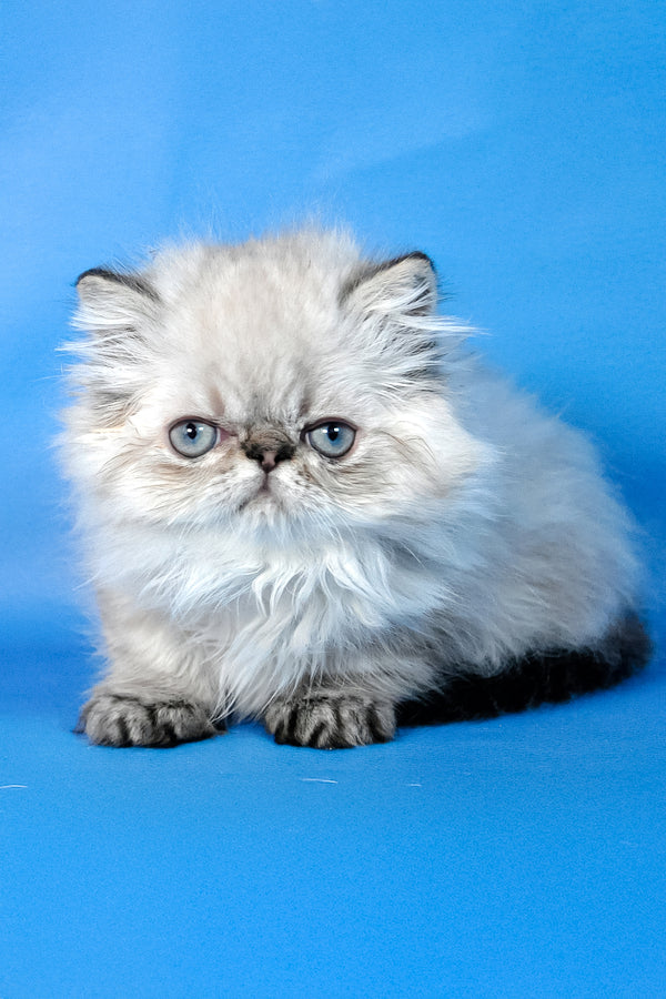 Achilles | Persian Kitten