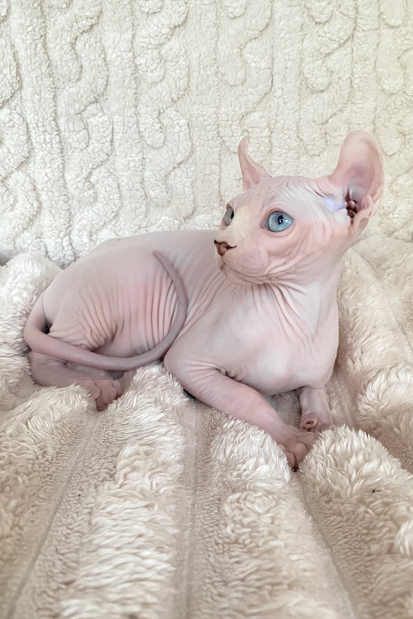 Adam | Elf Sphynx Kitten