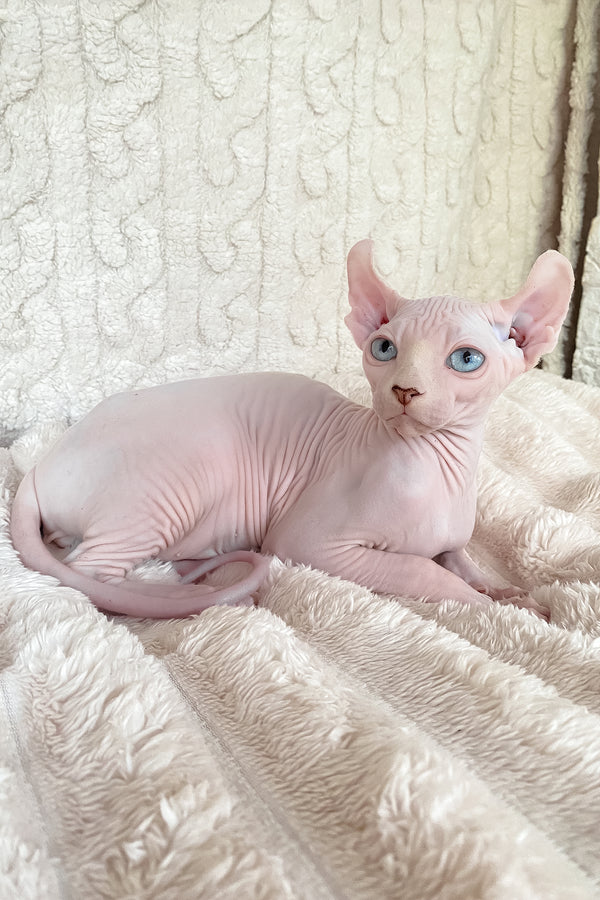 Adam | Elf Sphynx Kitten