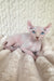 Adam | Elf Sphynx Kitten