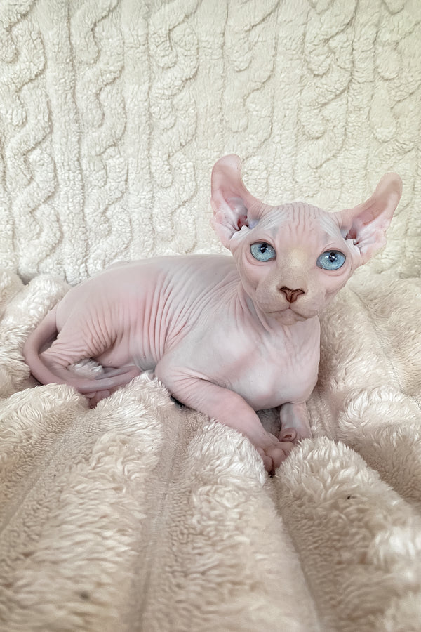 Adam | Elf Sphynx Kitten