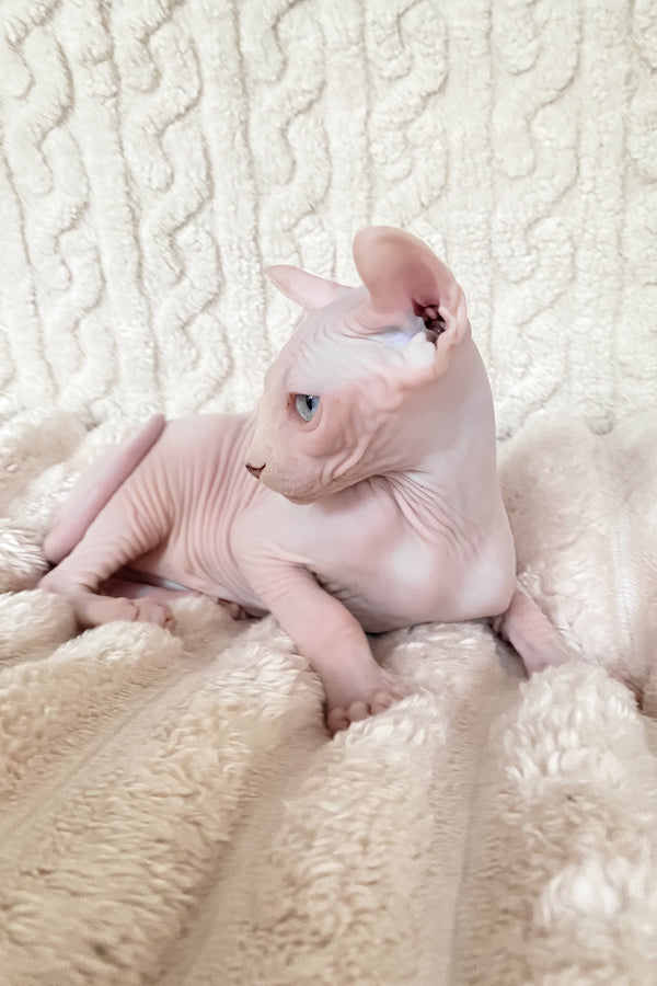 Adam | Elf Sphynx Kitten