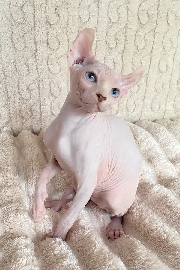 Adam | Elf Sphynx Kitten