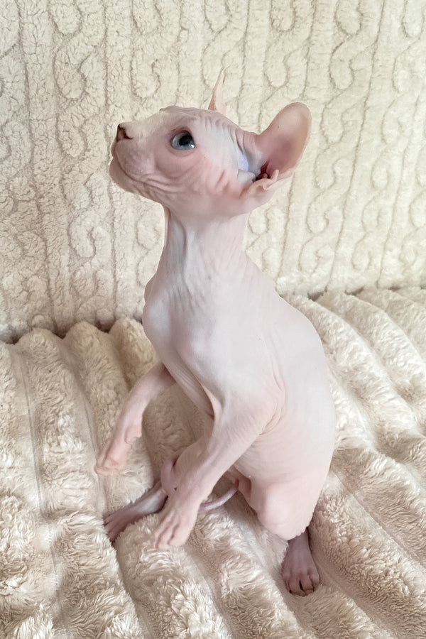 Adam | Elf Sphynx Kitten