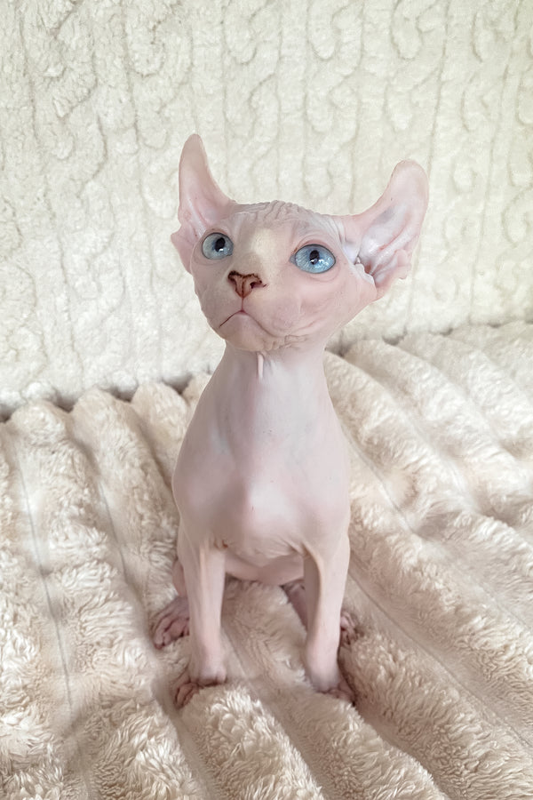 Adam | Elf Sphynx Kitten