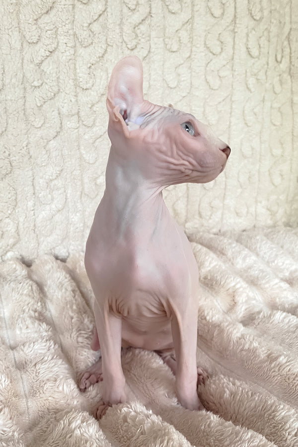 Adam | Elf Sphynx Kitten