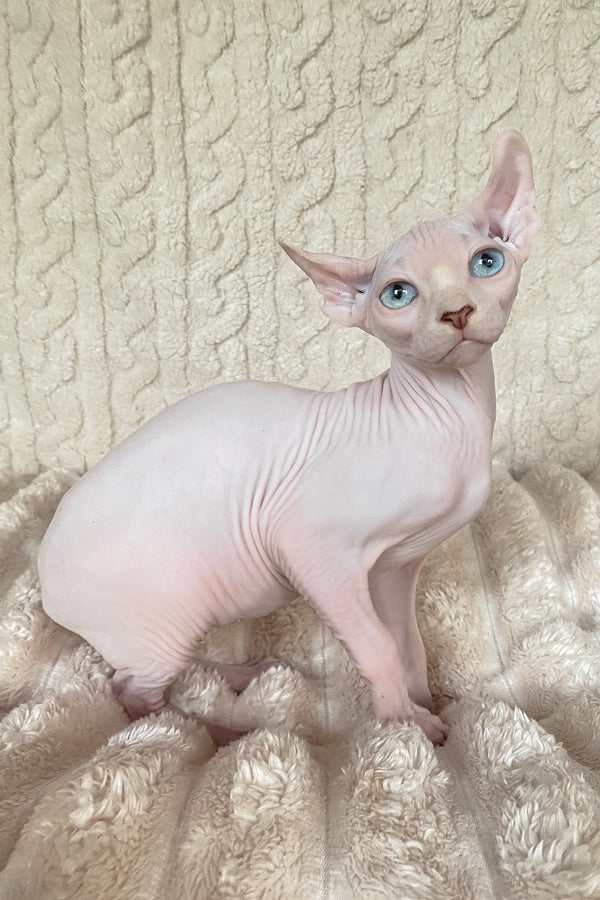 Adam | Elf Sphynx Kitten