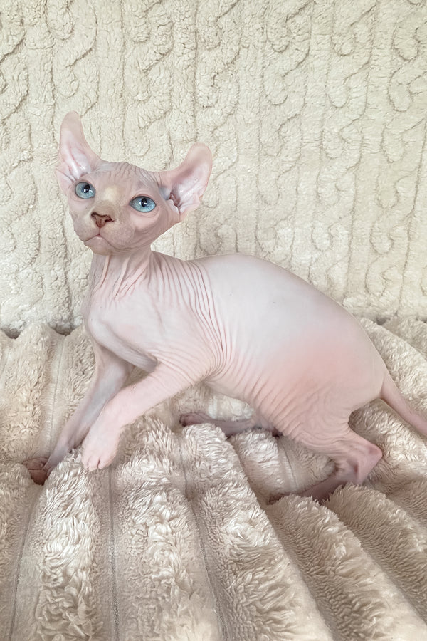 Adam | Elf Sphynx Kitten