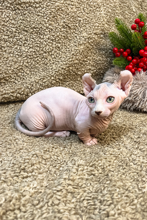 Adel | Dwelf Sphynx Kitten