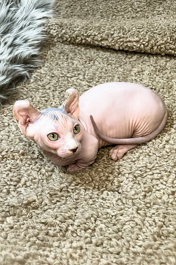 Adel | Dwelf Sphynx Kitten