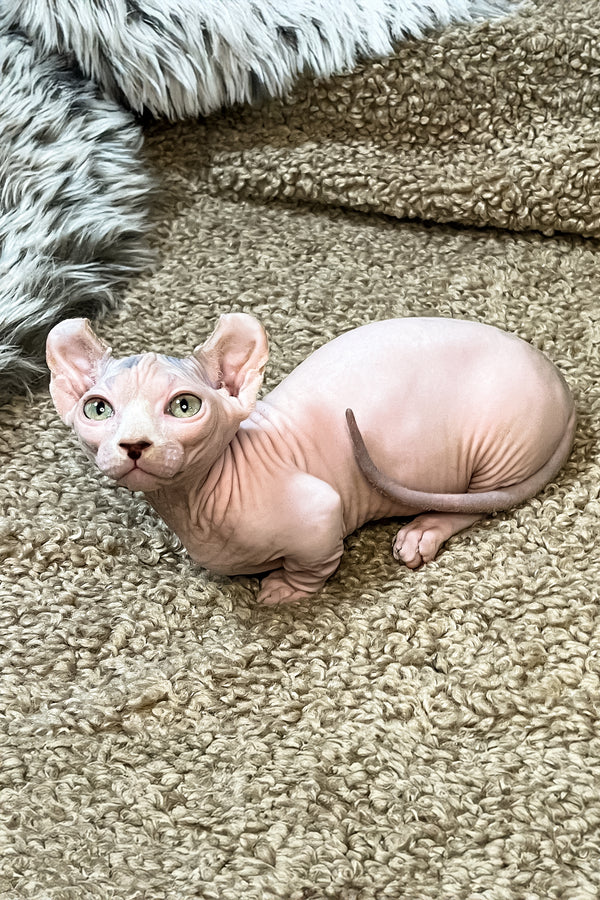 Adel | Dwelf Sphynx Kitten