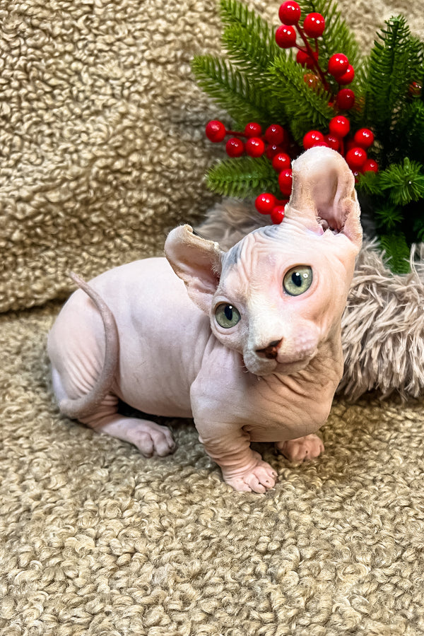 Adel | Dwelf Sphynx Kitten