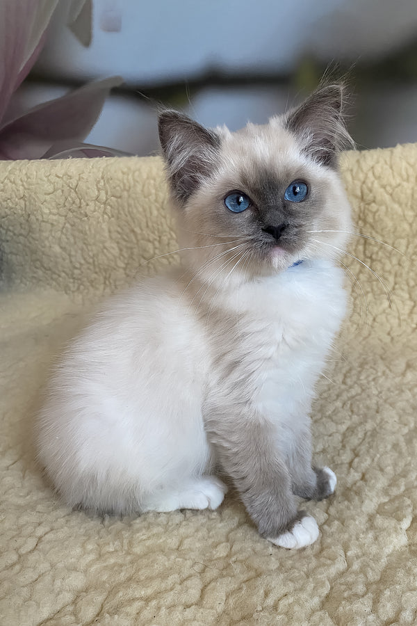 Adel | Ragdoll Kitten