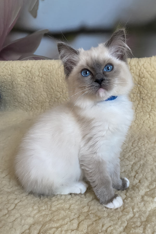Adel | Ragdoll Kitten
