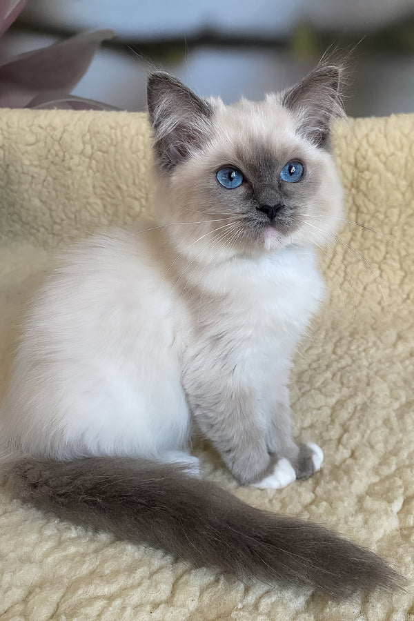 Adel | Ragdoll Kitten
