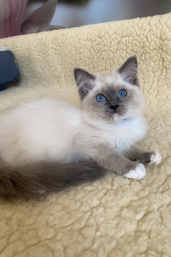 Adel | Ragdoll Kitten