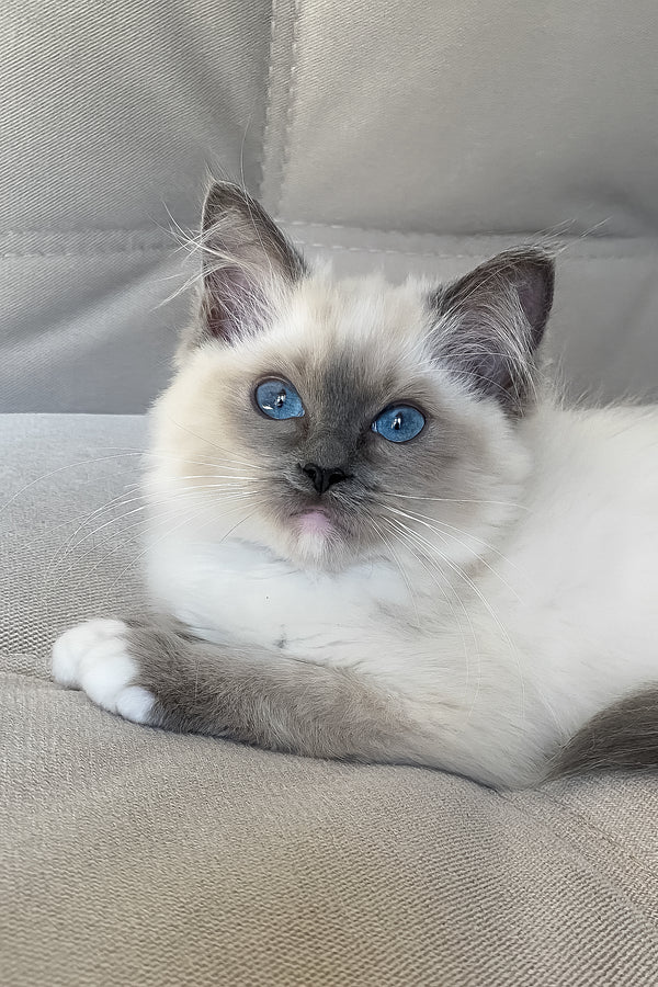 Adel | Ragdoll Kitten