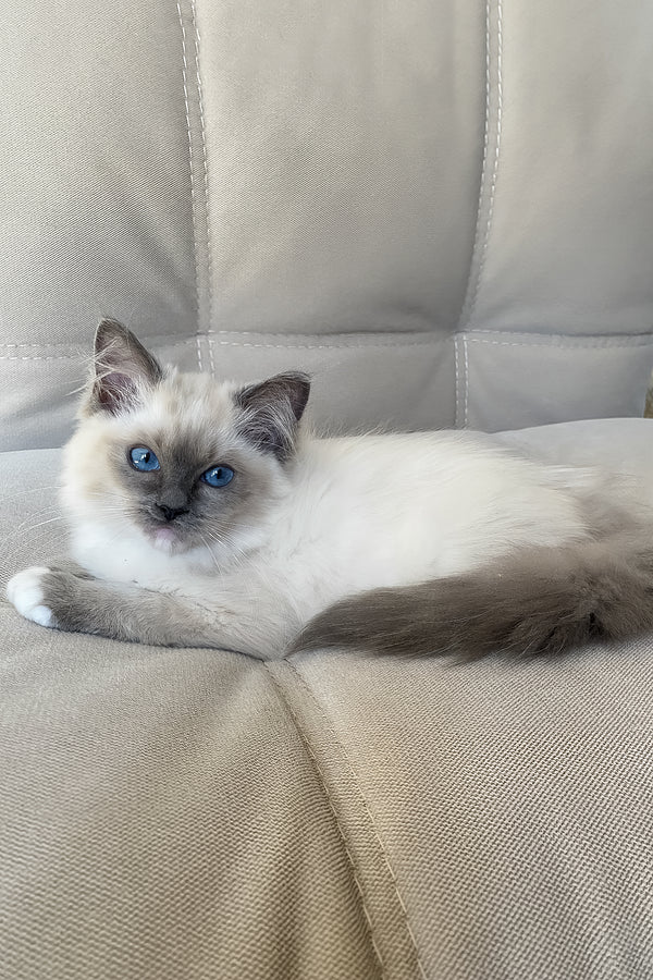 Adel | Ragdoll Kitten
