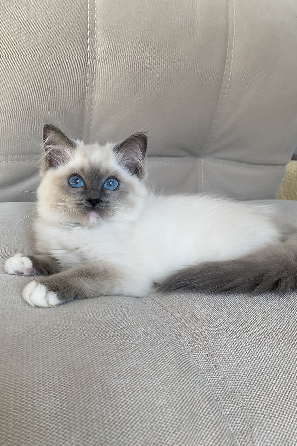 Adel | Ragdoll Kitten