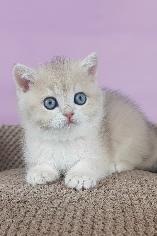 Adelle | British Shorthair Kitten