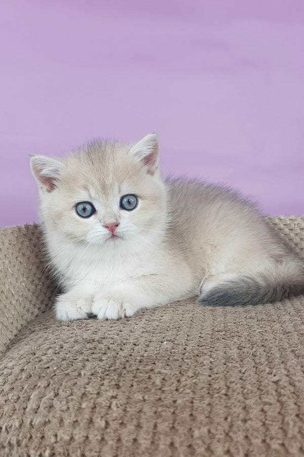 Adelle | British Shorthair Kitten
